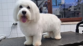 Grooming Coton de Tulear by Dlakca pet grooming 334 views 1 year ago 3 minutes, 36 seconds