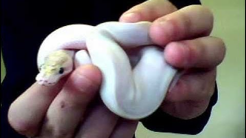 ball python unboxing 3