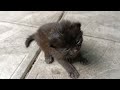 Воскресное утро./Люблю когда есть запасной вариант./ 🥰🐈‍⬛🐈🐕