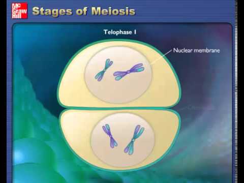 Stages of Meiosis - YouTube