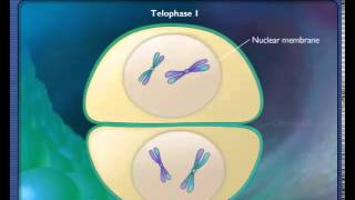 Stages of Meiosis