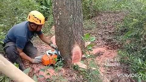 Chainsaw STHLL MS461