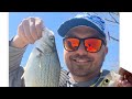 White Bass FRENZY on the Coosa River