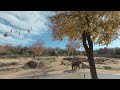 elephants from the Dallas zoo filmed in vr180, put on your headsets!!!