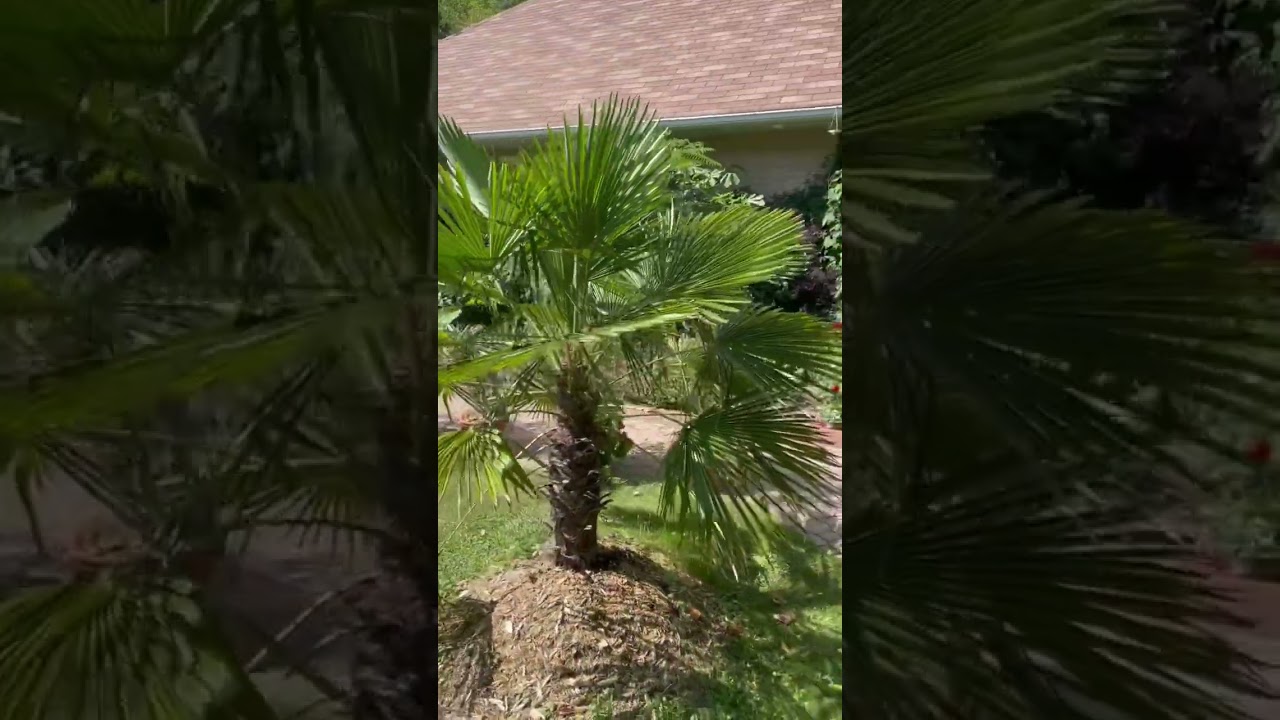 Windmill Palm (Trachycarpus fortunei). Potted but in ground for 3 seasons, Eastern Ontario