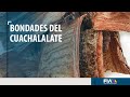 El rbol de cuachalalate una planta esencial en la medicina tradicional de la zona sur de mxico