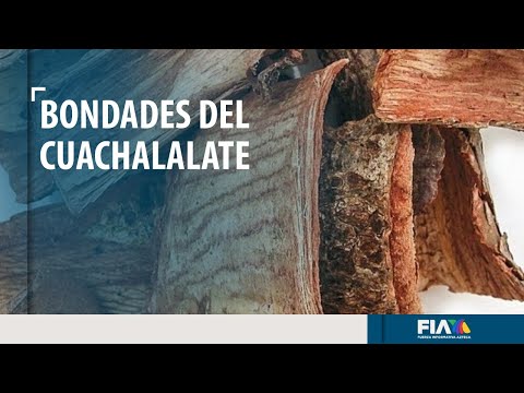 Video: Palo de goma: características y tipos