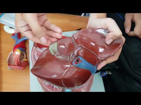 Video Tổng ôn Giải phẫu (ĐH Y HN) - Gan - youtube