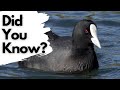 Things you need to know about COOTS!