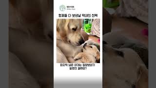 여섯 형제 다 떠나고 혼자 남은 막내의 선택 #귀여운 #힐링 #감동