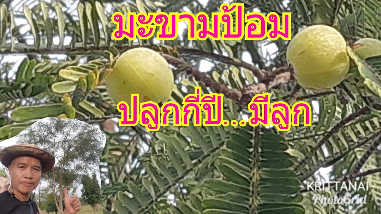 ท่องไพรชมไม้ป่ากับน้าเล็ก#: มะขามป้อมปลูกกี่ปี...? ถึงจะออกลูก