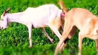 Guy Comes Home From Work With A Stray Dog |The Dodoo🥰,khlkjghg