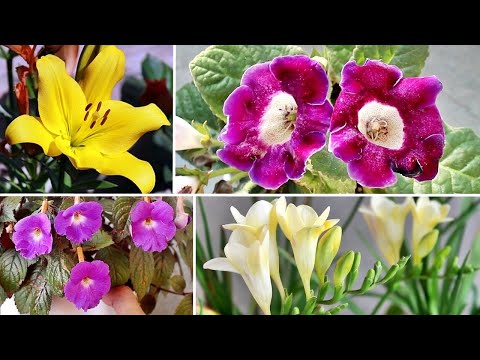 Video: Vinterblomstrende planter: Dyrking av vinterblomstrende planter og busker - Hagearbeid vet hvordan