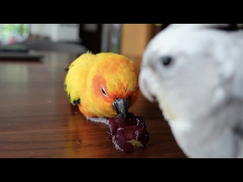 Sun Conure parrot not willing to share grapes with his Cockatiel friend | JC081