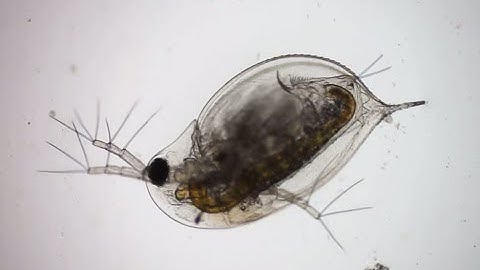 Lamplighter - Construction (OFFICIAL VIDEO)