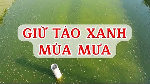 Cách ương nòng nọc, tạo tảo xanh mùa mưa | Kỹ thuật ương ếch giống