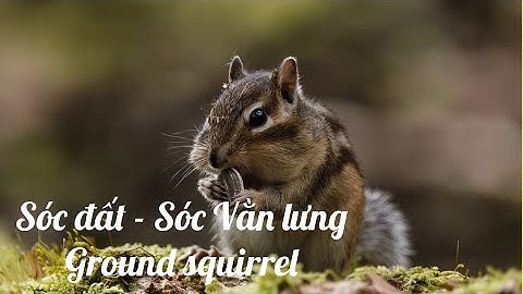 Những gì bạn chưa biết về loài Sóc | Sóc đất | Sóc Vằn Lưng | Ground squirrel