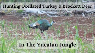 Hunting Ocellated Turkey and Brocket Deer In The Yucatan Jungle