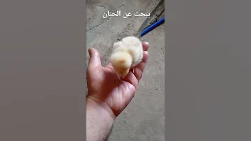 حيوانات تجارب طيور 
