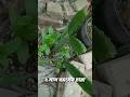 ড্রাগন ফলের চারা