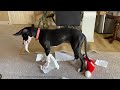 Great Dane Puppy Enjoys First Paper Towel Arts And Crafts Project