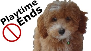 Puppy Playing | Golden Doodle Puppy Playing HD