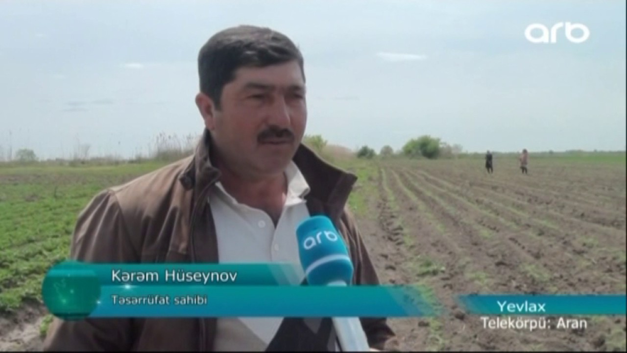 SINAQ MƏQSƏDİLƏ NOXUD ƏKİLDİ