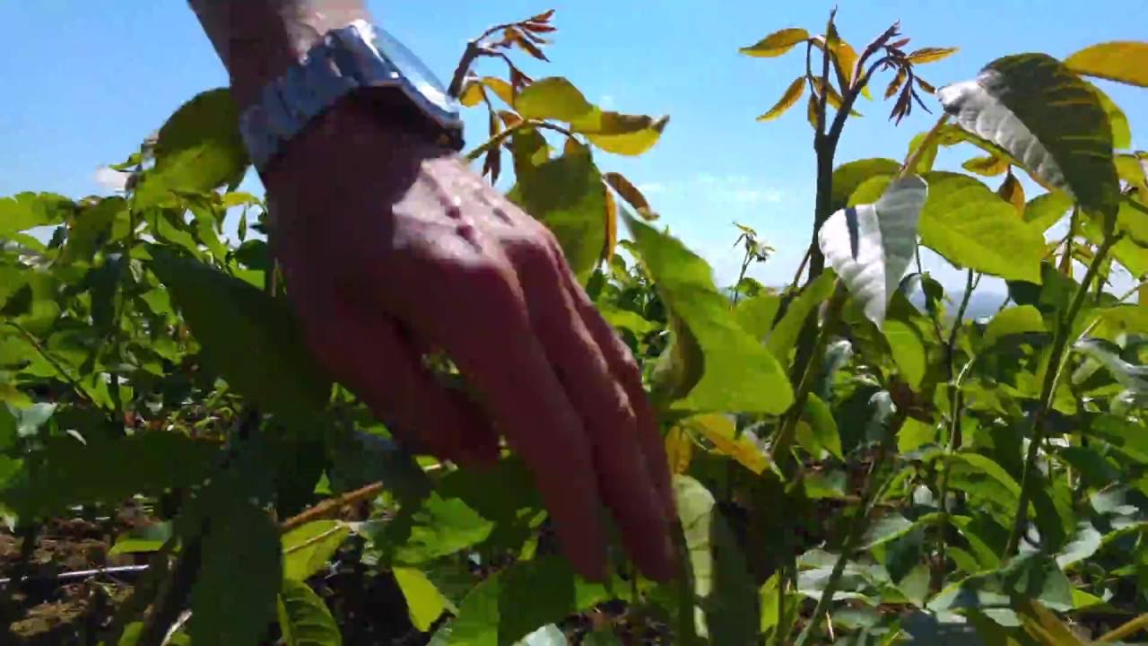 Tayoq va qamchi bilan kaltaklangan ayollar videosi