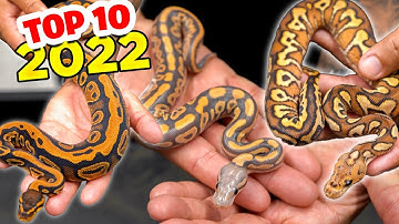 These Are My TOP 10 SNAKES From 2022!