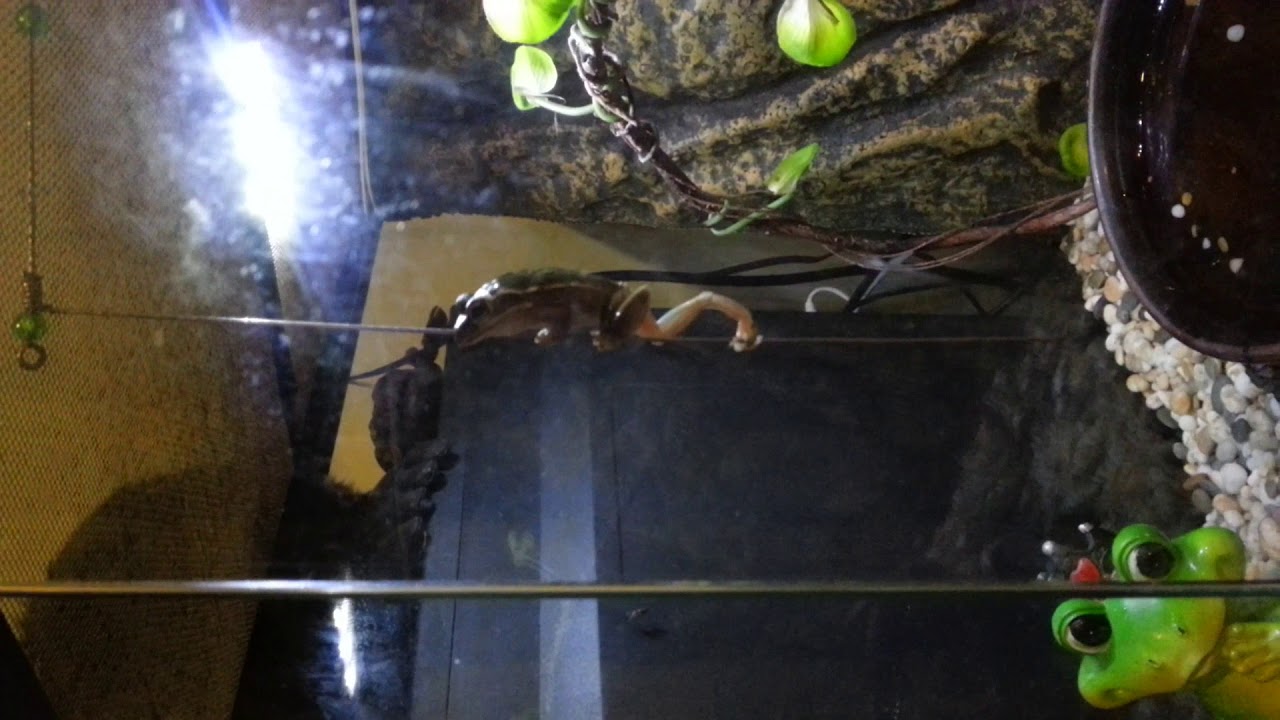 frog pole