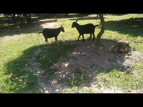 goat-make-funny-fighting