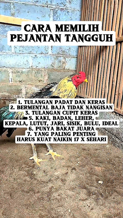 Cara memilih ayam pejantan tangguh #ayambangkok #ayamjago #ayamimport #hobbyayam #trending #fyp