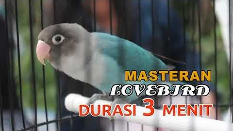 MASTERAN LOVEBIRD 3 MENIT DURASI 2 JAM