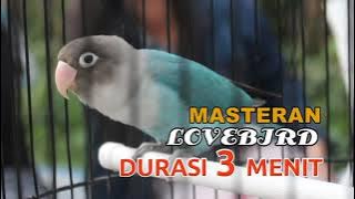 MASTERAN LOVEBIRD 3 MENIT DURASI 2 JAM