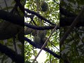 Amazing Cambodia #shortvideo #durian #fruit #fruitcutting #food #durianrider #cambodia