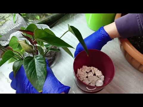 🇺🇦 Кислий грунт, рослини які люблять кислий грунт 🌿 - YouTube