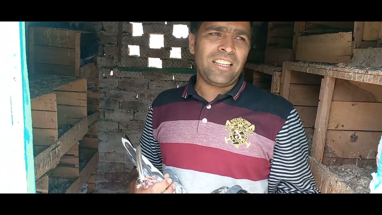 ustado k uatad say liye jory || سال 35 کا تجربہ ہے کبوتر بازی کا