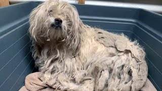 The dog spent his whole life in a closed room, and then he was kicked out into the street ...