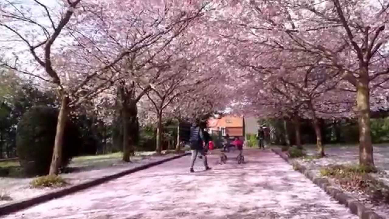 Cherry Blossom Walking Meditation in Copenhagen ) YouTube