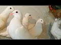 Голуби с игрой ушли вверх с игрой опустились. Pigeons with the game flew up with the game fell down