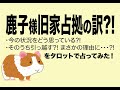 鹿子様旧家占拠の訳?! 今の状況をどう思っている?! そのうち引っ越す?! まさかの理由に・・・?!