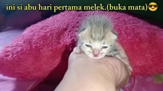 anak kucing hari pertama melek #anak kucing barbar @DuniaHewan87.