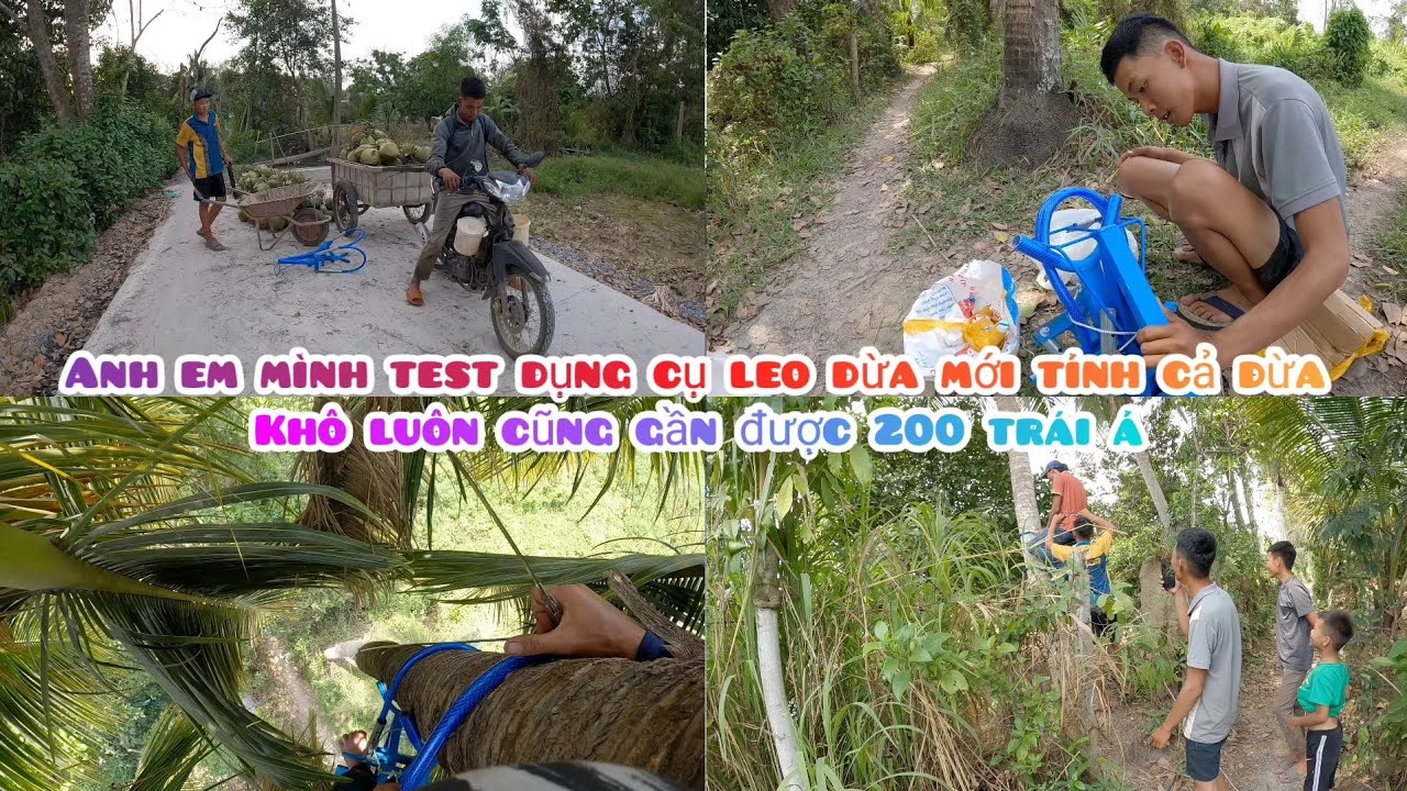 27 Tết Mấy Anh Em Mình Xuống Hái Dừa Test Đụng Cụ Leo Mới Á 