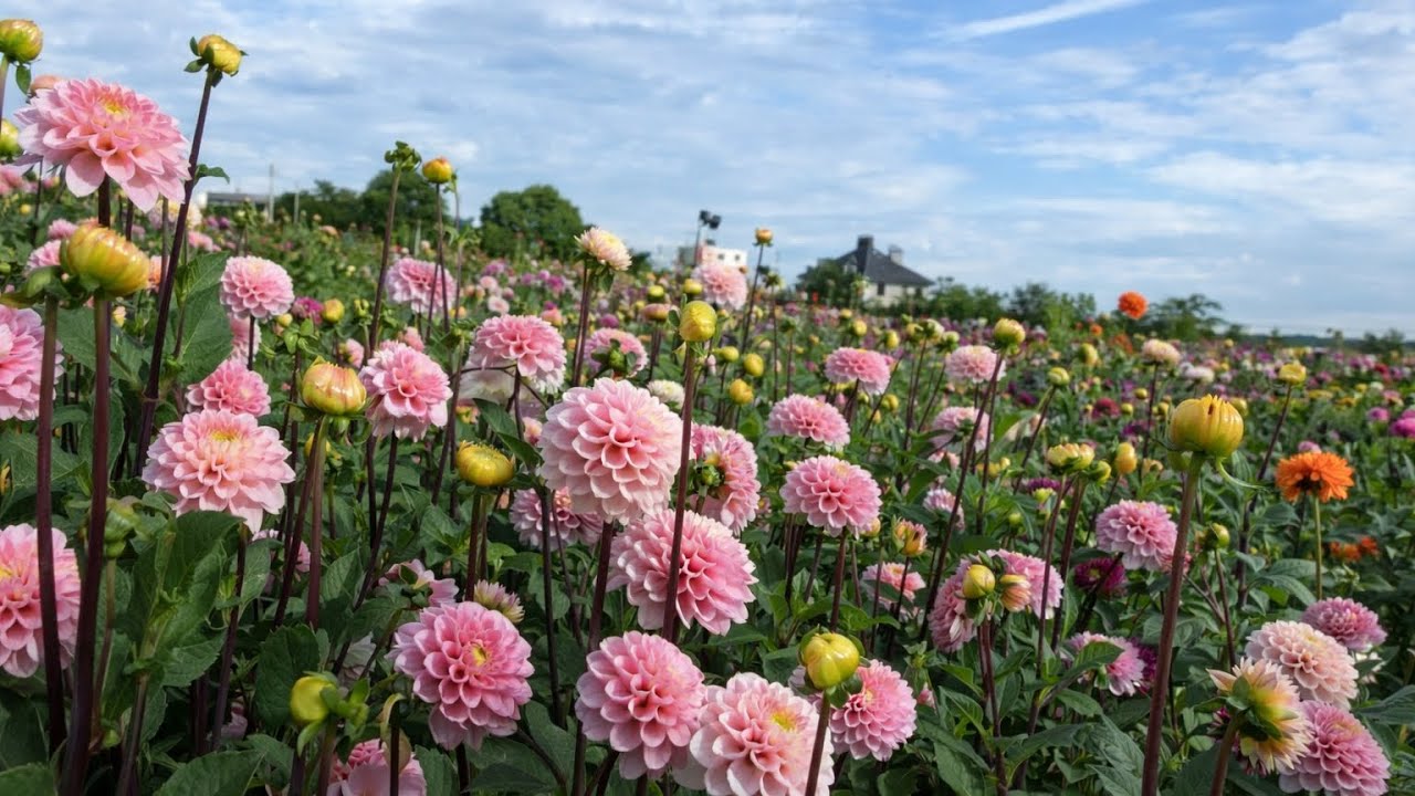 ✅ ФЕРМА ЖОРЖИН 🌸 DE TULPEREIJ 2025 — КВІТИ, КРАСА Й ТИША В НІДЕРЛАНДАХ 🇳🇱🍃