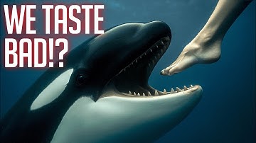 3 Apex Predators That Don’t Hunt Humans