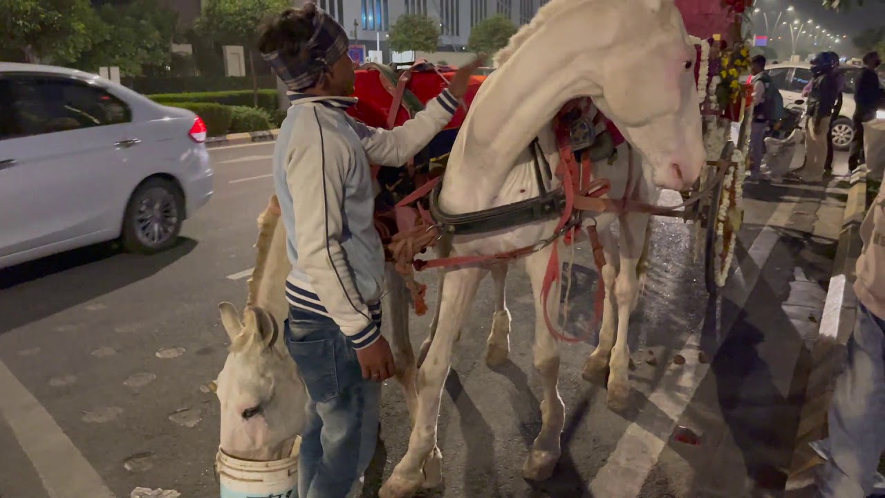 Indian Wedding White Horse Carriage