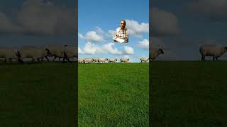 Did God ever want people to kill animals? #god #animals #bible #biblestudy #jesus #metaphysical #win