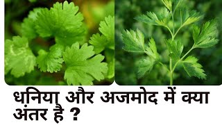 धनिया और अजमोद में क्या अंतर है ? Difference Between Coriander / Cilantro and Parsley in Hindi .