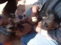 Family planning of goat in Nepali village