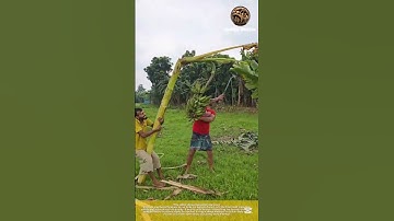 Harvesting bananas: careful techniques to cut both the banana bunch and the tree itself